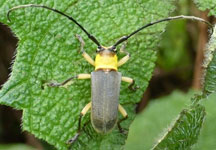  Callanga trichocera