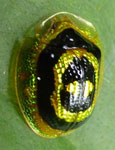  Microctenochira circinaria (Erichson, 1847)