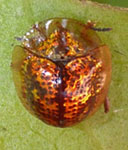  Cassidini sp.