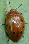  Iphiclus spP1. 