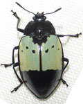  Erotylidae sp. Pe1