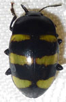  Iphiclus sp Pe 