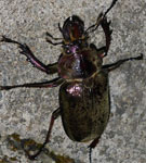 Sphaeonagnatus sp.