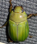 Pelidnota sp.