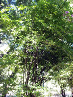 Achatocarpus praecoxbicornutus
