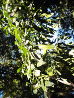 Cordia ecalyculata 
