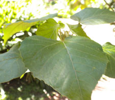 Croton urucurana 