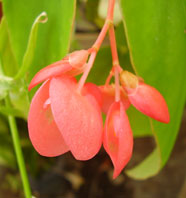  Begoniaceae