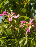  Bombacaceae