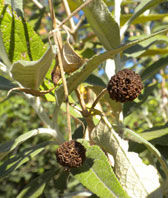  Buddlejaceae