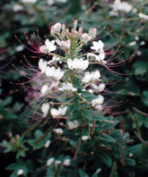  Capparaceae