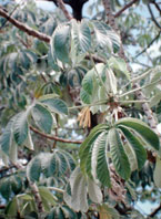  Cecropiaceae