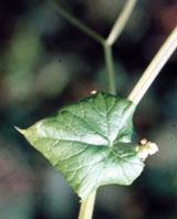  Cucurbitaceae
