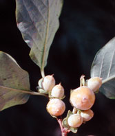  Ebenaceae