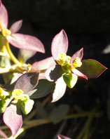  Euphorbiaceae