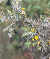  Fabaceae