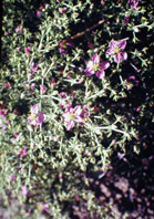  Frankeniaceae