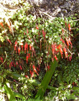  Gesneriaceae