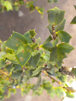  Griseliniaceae
