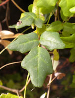  Lardizabalaceae