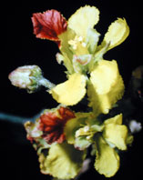  Malpighiaceae