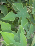  Moraceae