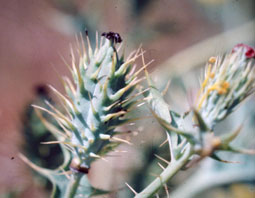  Papaveraceae
