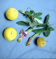  Passifloraceae