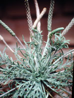  Plantaginaceae