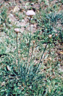 Plumbaginaceae