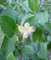  Quillajaceae