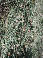  Rhamnaceae