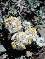  Rubiaceae