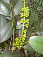  Rutaceae