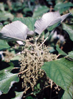  Urticaceae