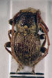  Microcleptes aranea