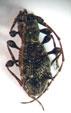  Neohoplonotus spiniferus