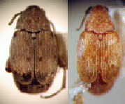  Scutobruchus ceratioborus