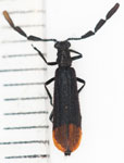 Enopliinae sp. 1