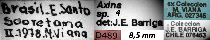 Axina sp. 4