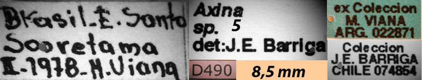 Axina sp. 5