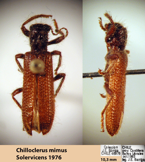 Chilioclerus mimus Solerviscens 1976