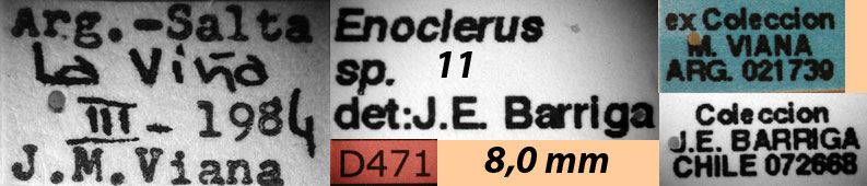 Enoclerus sp. 11