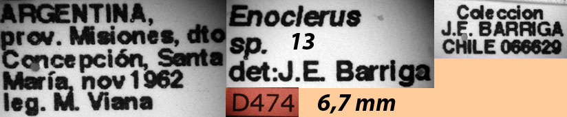 Enoclerus sp. 13