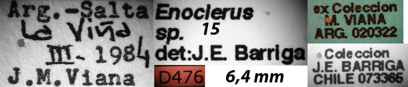 Enoclerus sp. 15