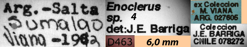 Enoclerus sp. 4