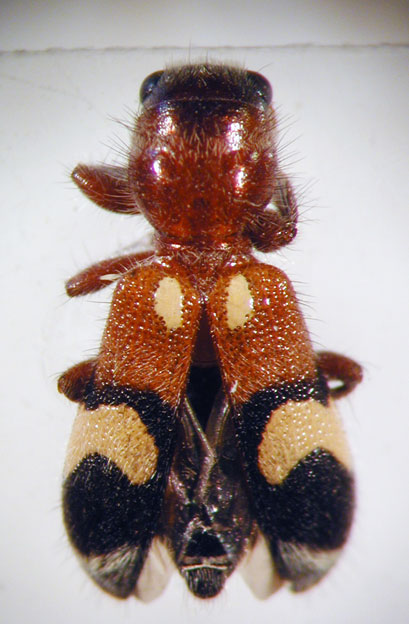 Enoclerus sp. 7