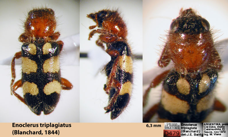 Enoclerus triplagiatus (Blanchard, 1844) 