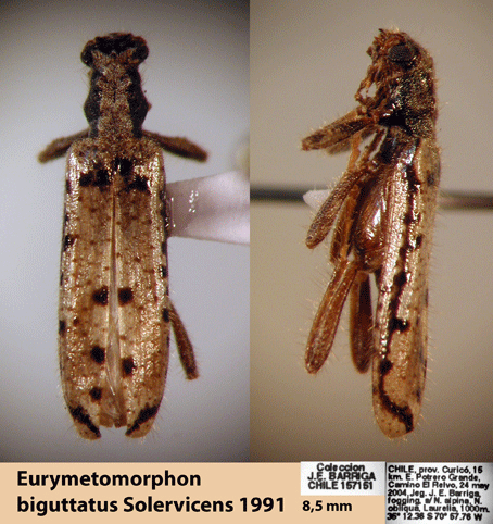 Eurymetomorphon biguttatus Solervicens 1991