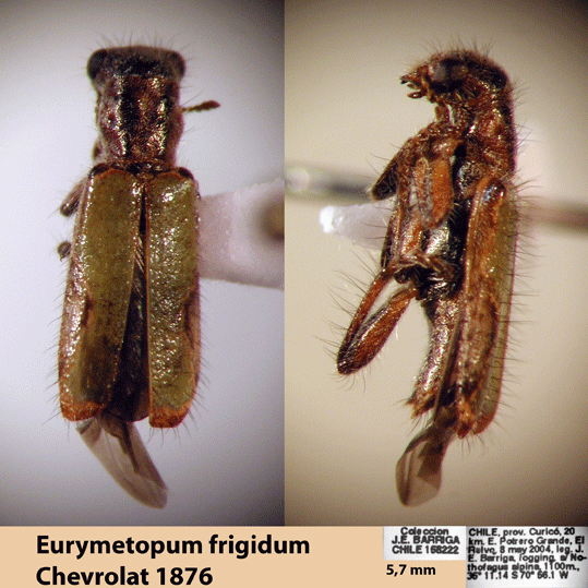 Eurymetopum frigidum (Chevrolat 1876)